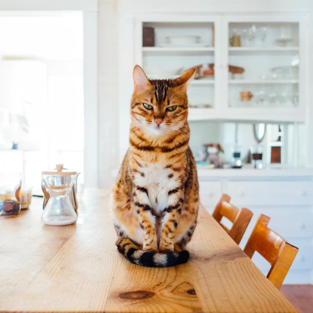 cat perched on a clean dining room table
