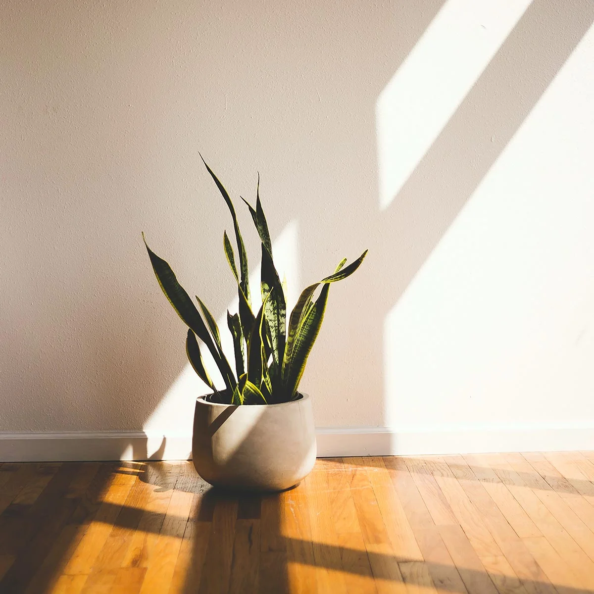 potted snake plant sitting in the sunlight
