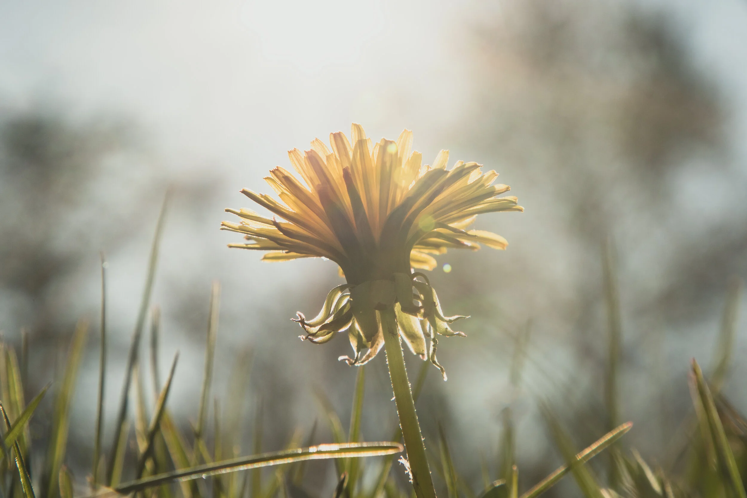 Dandelion (Taraxacum officinalis) flower