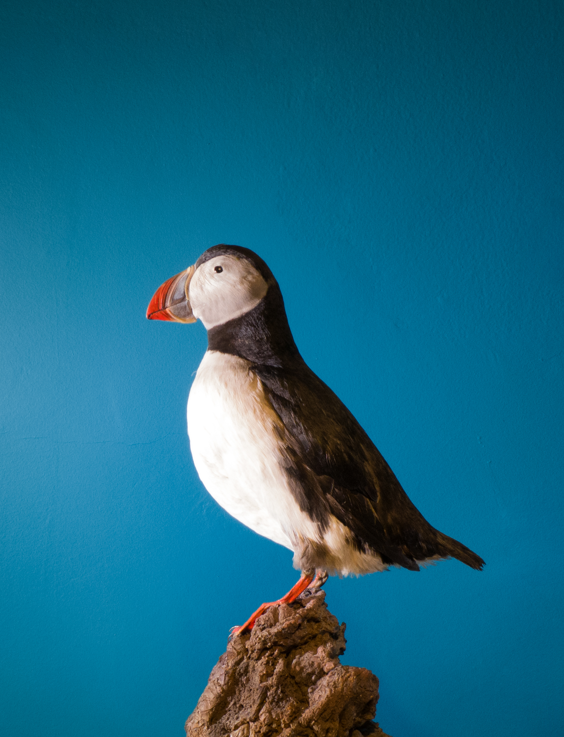 Puffin.jpg