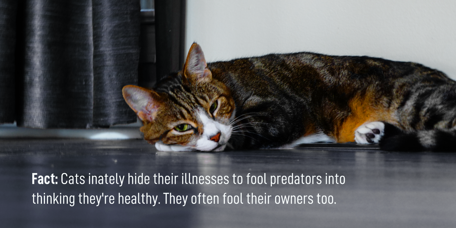 Do I really need to bring my cat to the vet every year? — The Cat Doctor Atlanta