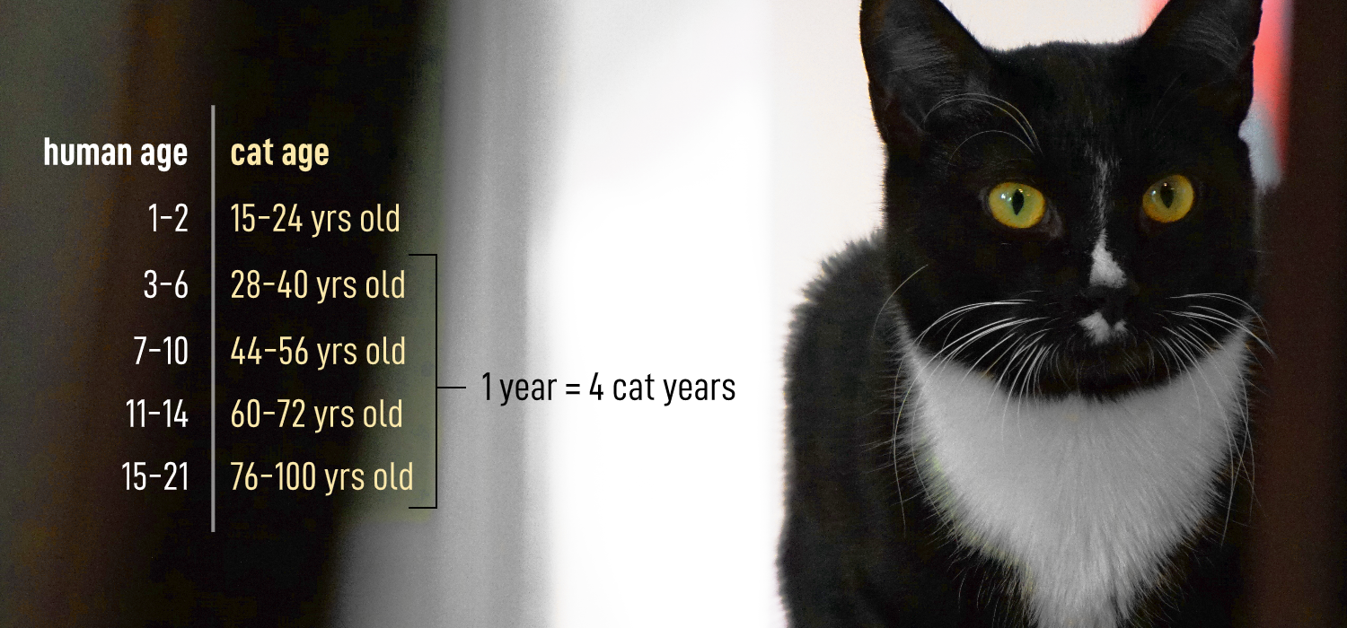 How Old Is Cats Age In Human Terms Wait, How Old Is My Cat *really