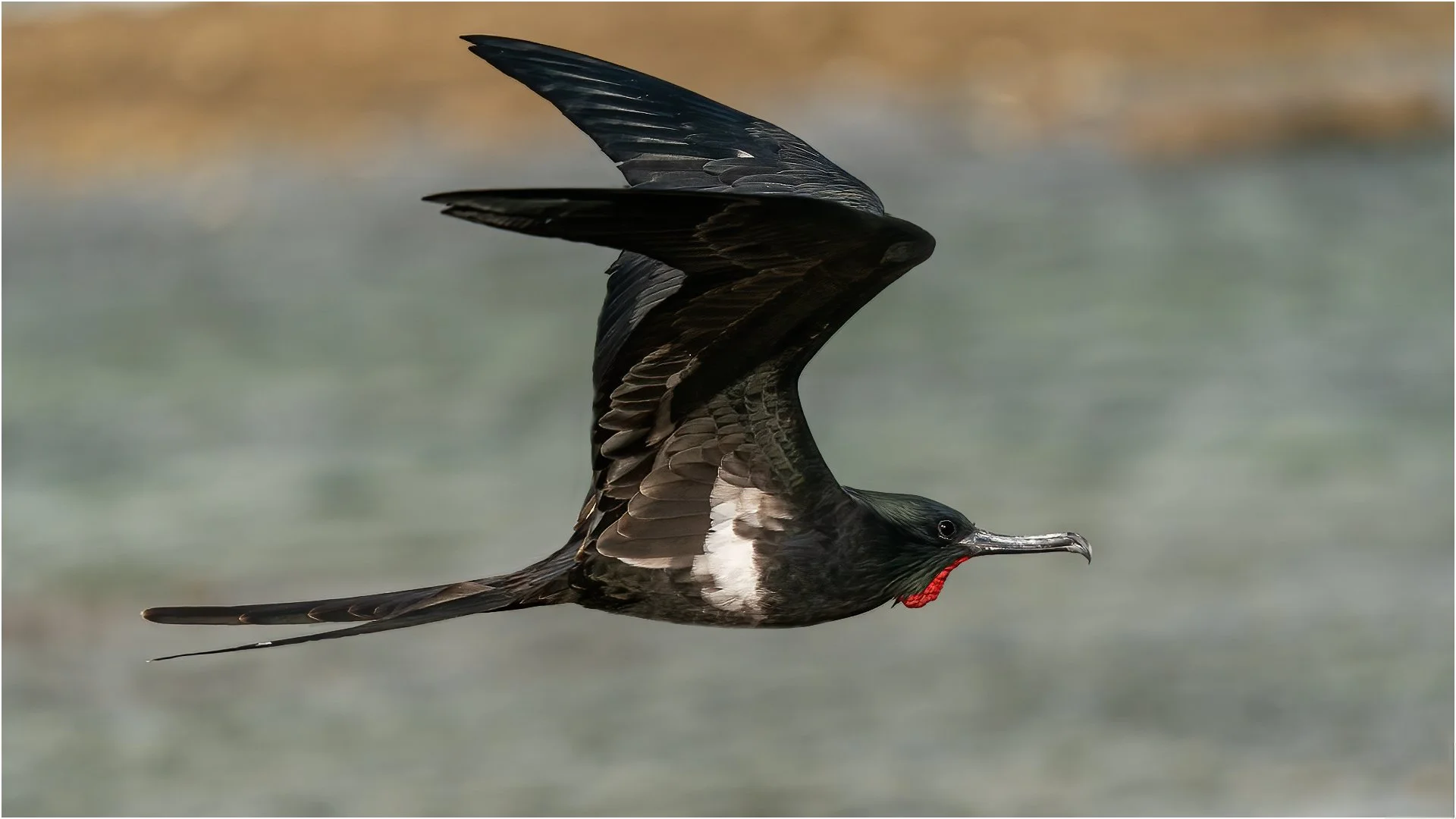 Feb26-A-Open-DPI-Merit---Lynda-Davidson---Frigatebird-Flyby.jpg