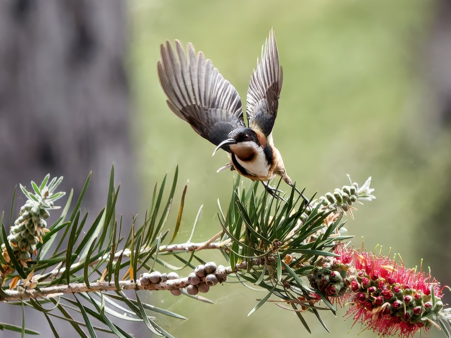 A-Animals-Print-Honour---Harvey-Kramer---Time-to-Fly