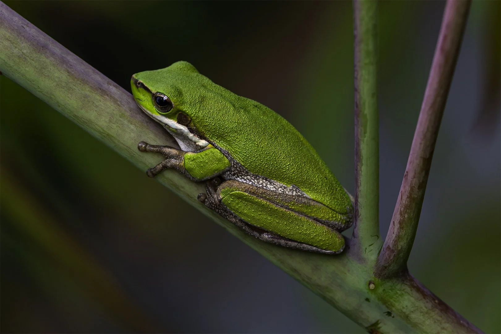 May26-AB-Open-DPI-Honour---Mei-Dymock---Resting-in-the-Shrubs.jpg