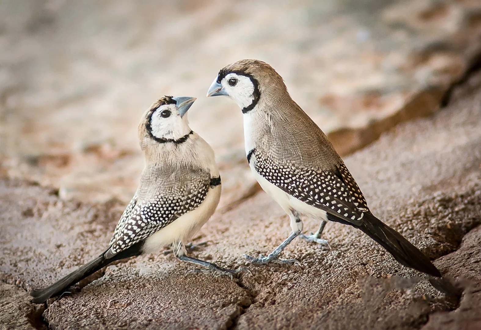 A-Animals-Print-Merit---Harvey-Kramer---Two's-Company