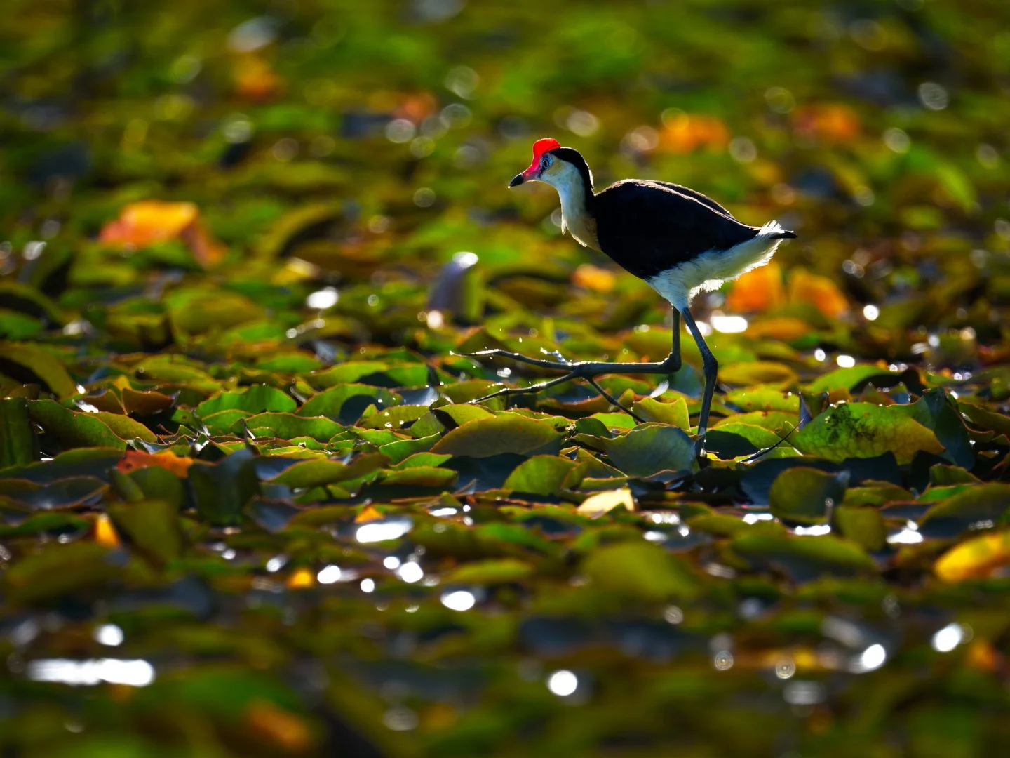 2026PhotoShootFebPeterMoodieBacklite Comb Crested Jacana.jpg