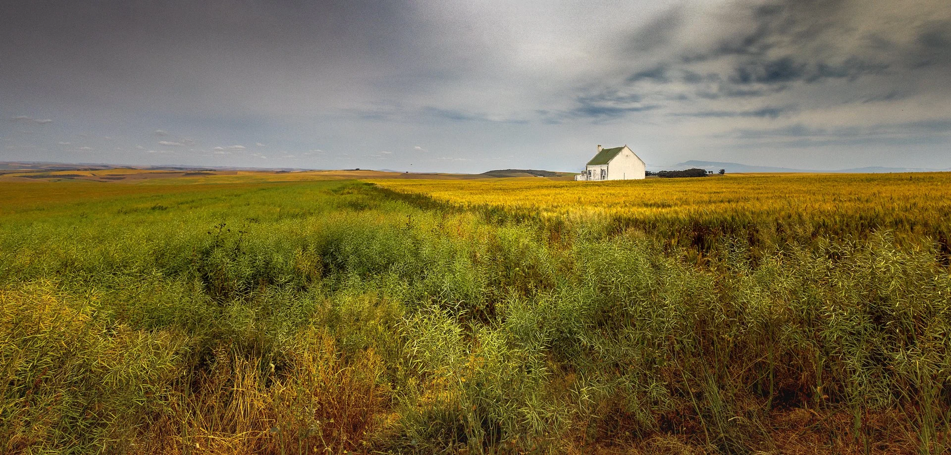 Green and golden fields-20250921-_36A9850-Edit.jpg
