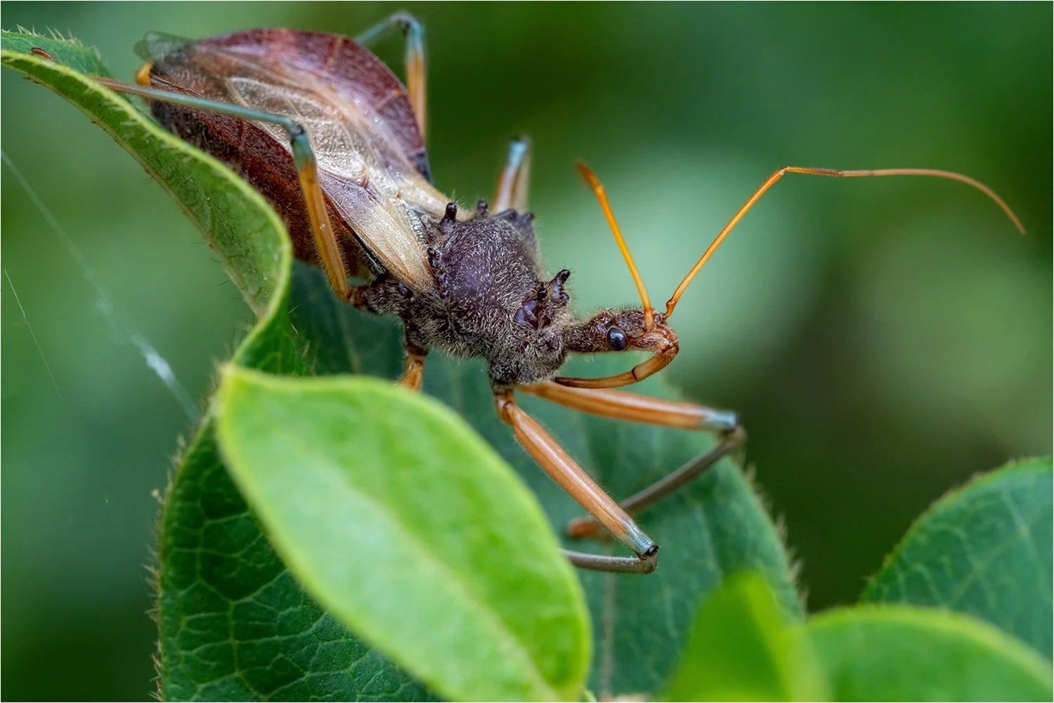 Open_Assassin Bug_Paul Harrop_Agr_DPI Merit