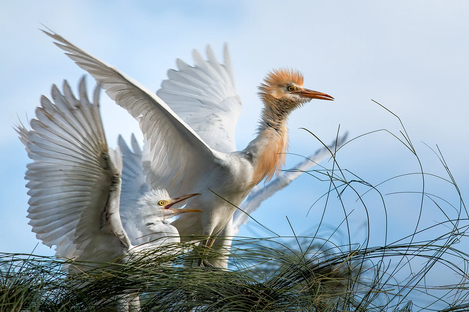 Open_Commotion in the Nest_Jane McMenamin_Agr_Print Merit