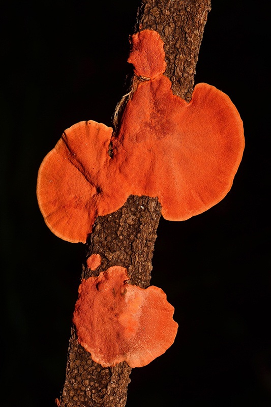 Open_Golden Fungus_Ray Eisenmenger_ABgr_DPI Meri