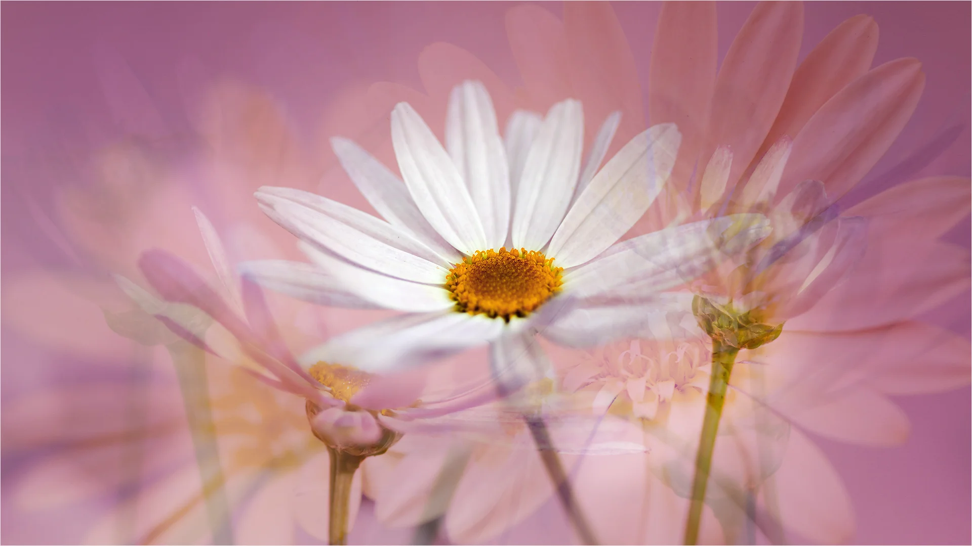 DPI_1st_Creative_The Dance Of The Flowers_Gaye Edwards_A grade 