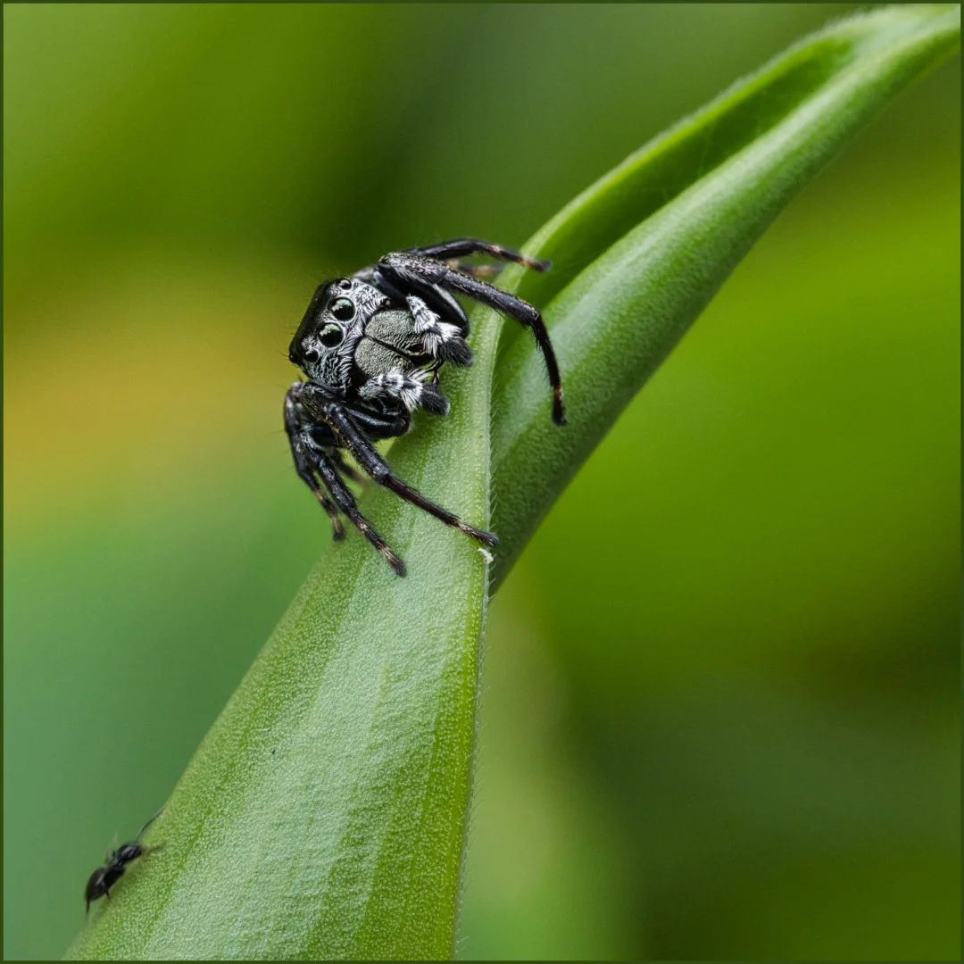 DPI_2nd_NATURE-I Spy With My Little Eyes-Solveig Gillis-Agr