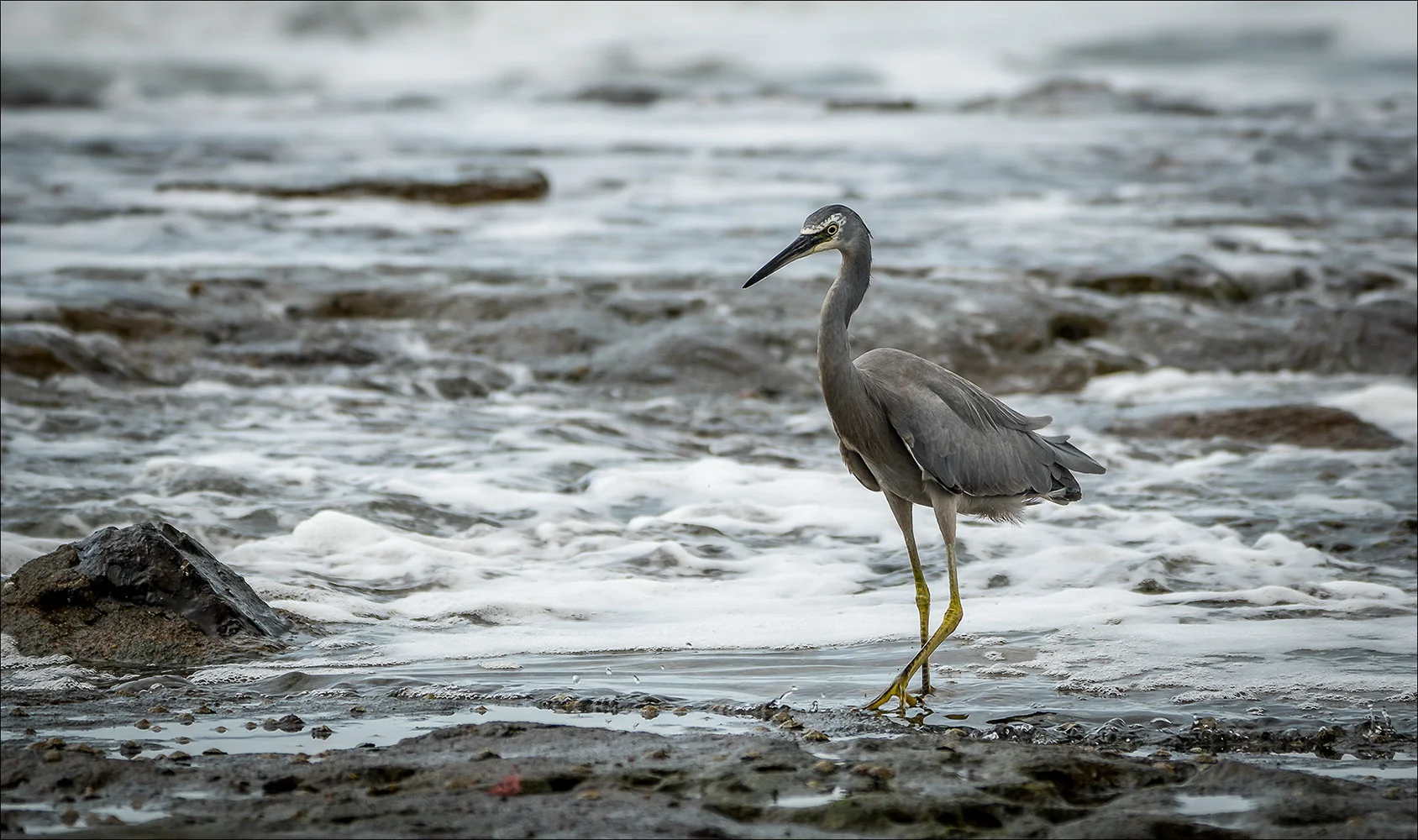 Open_White-faced Heron_Anne Pappalardo_Agr_DPI_Honour