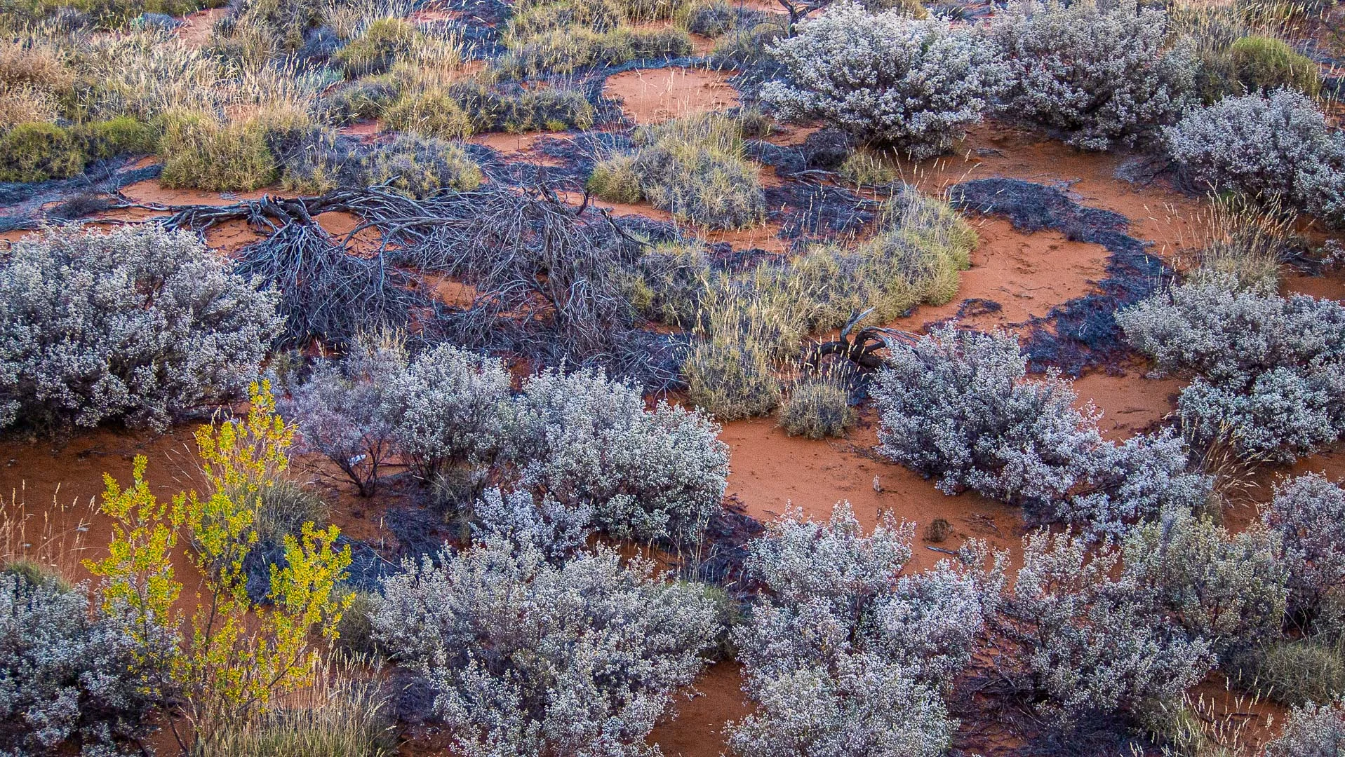 Vegetation in the Red Centre - 2014