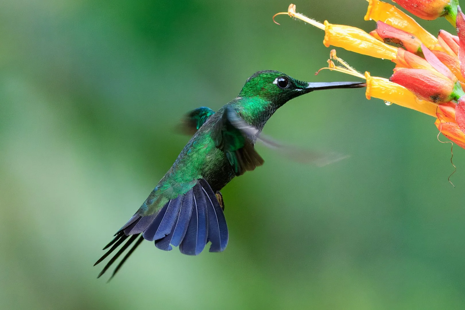 A-Animals-Print-Honour---Elizabeth-Riley---Hover-craft