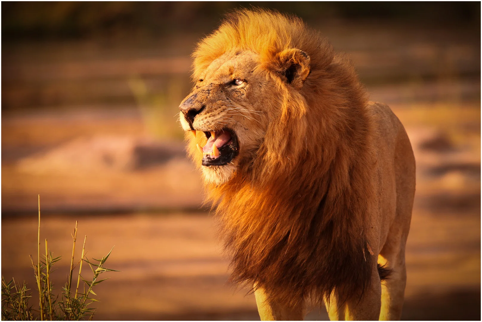 Open DPI_LateLightonLion_MartinRiley_ABGr MERIT