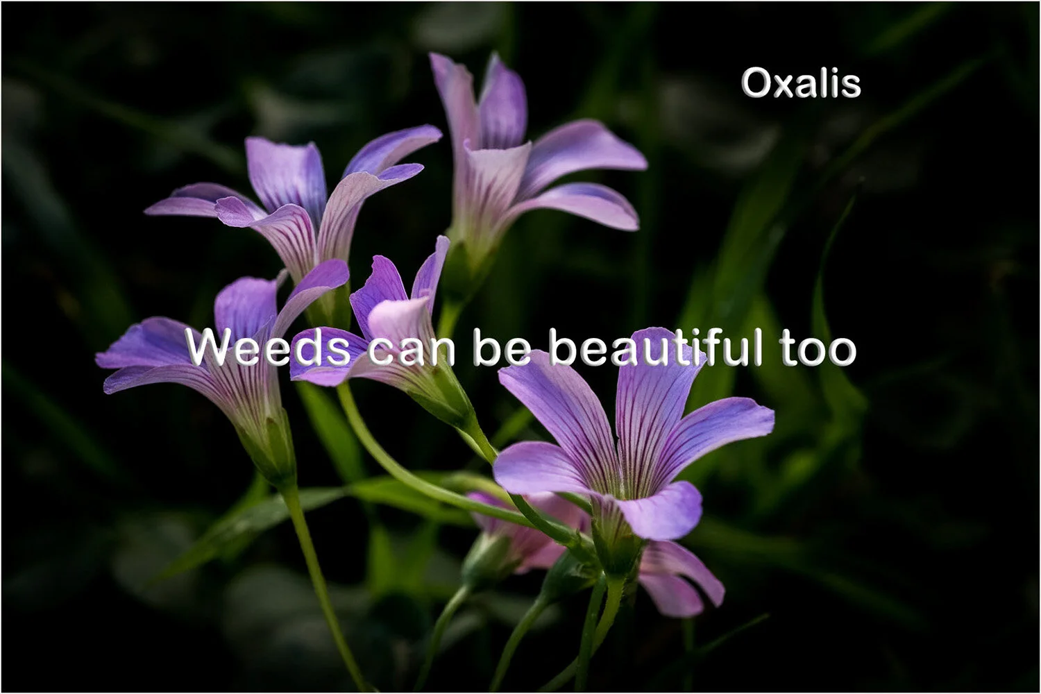 2 Oxalis, Ken Butler MERIT DPI