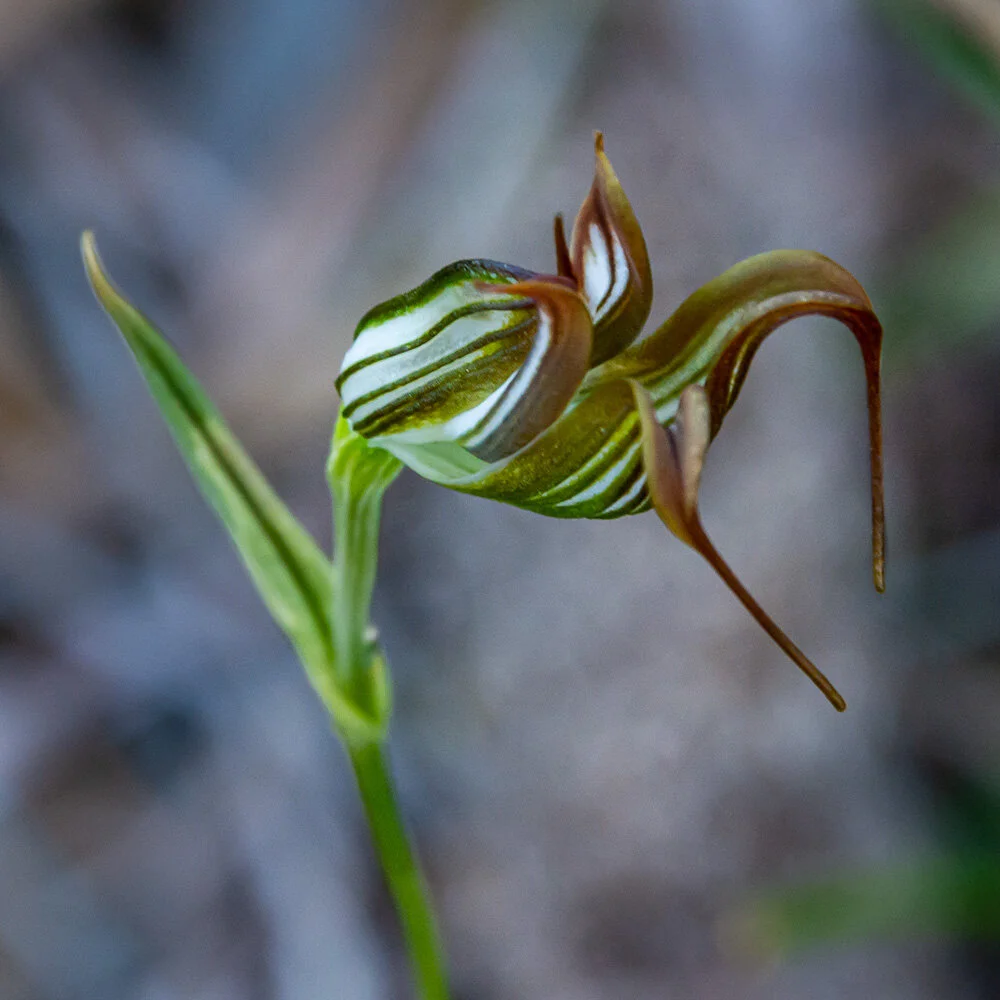 1 Jug Orchid - Pterostylis recurva, Esther Andrews MERIT DPI
