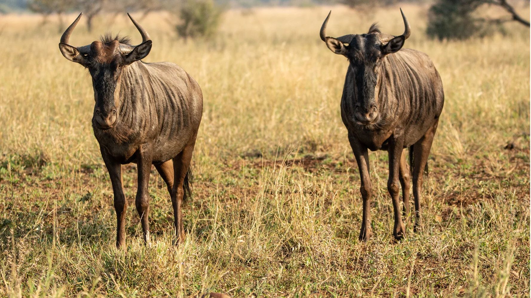 2 Two Wildebeeste looking, Carol Clark MERIT DPI