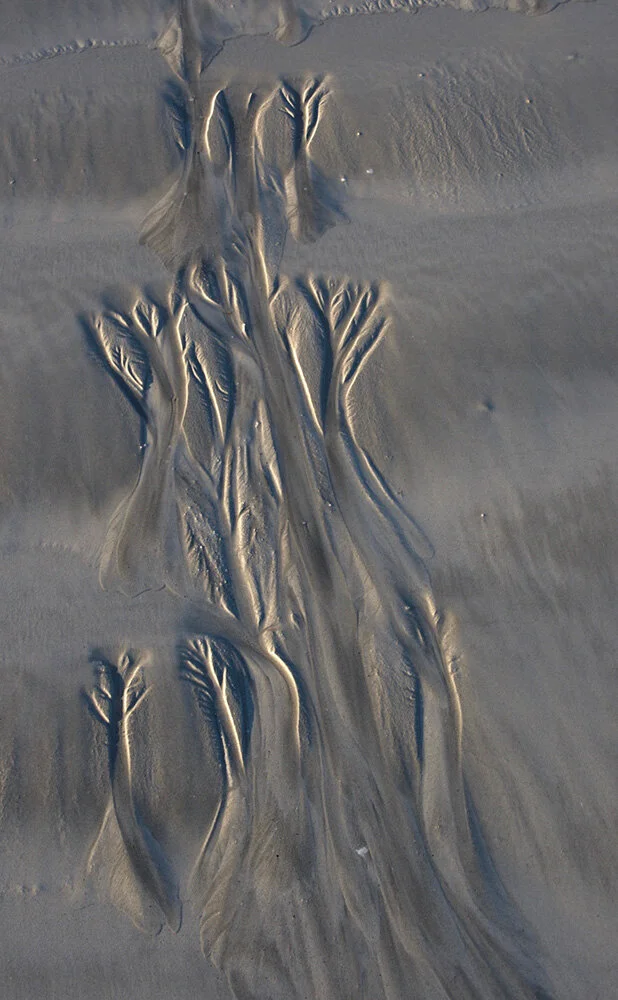 3 Sand tree evolution, Ray Eisenmenger MERIT DPI