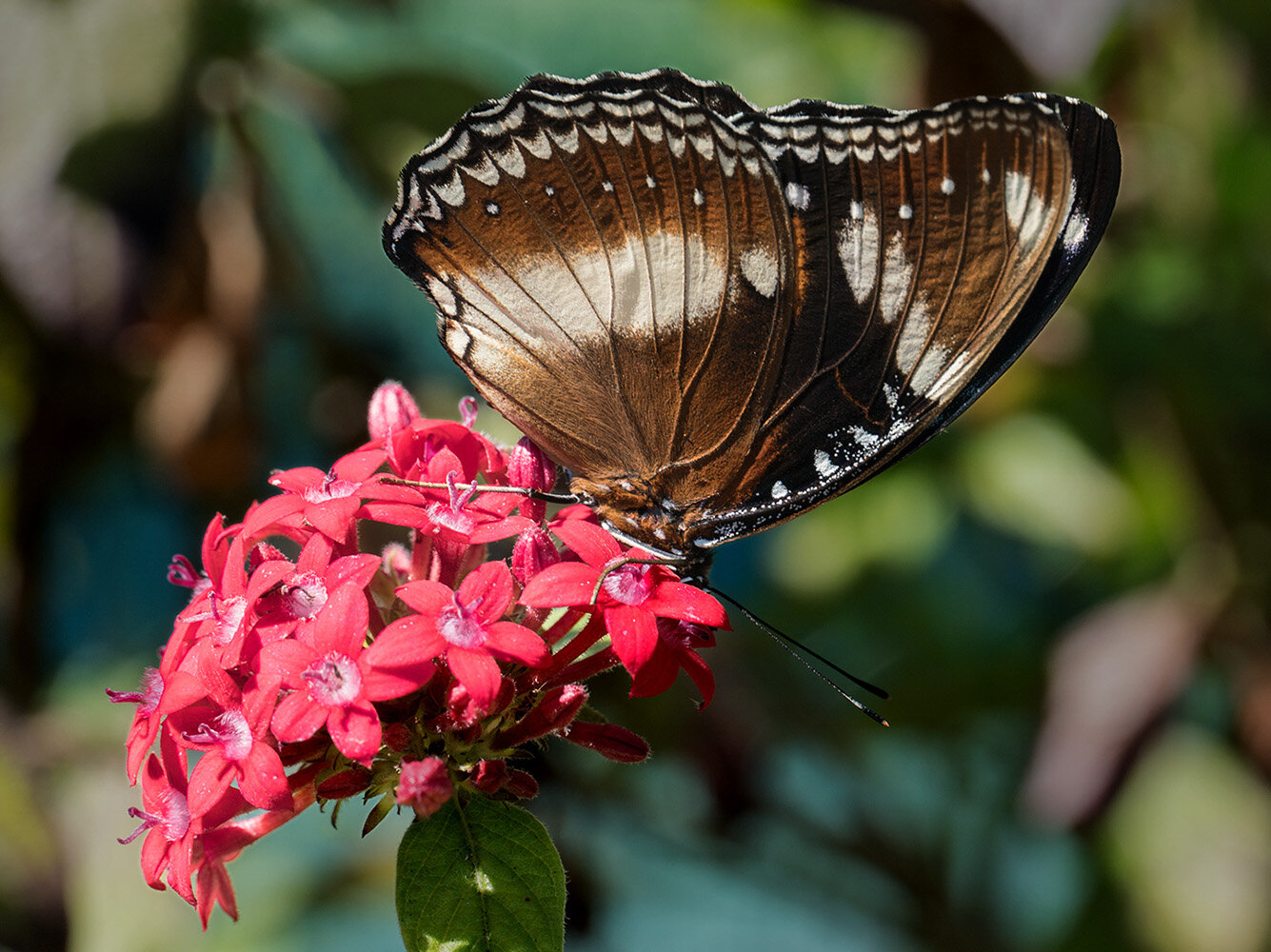 Artists_Fine Dining Butterfly Style_Dorothy Bunzli_AGr_DPI Merit