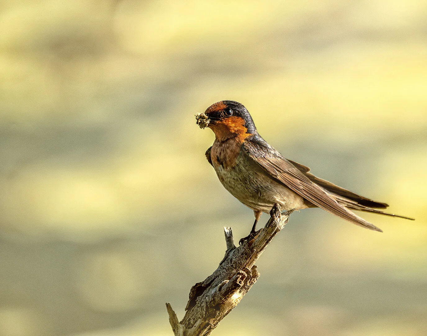  Bribie Island Weekend Away_Nesting Welcome Swallow_Anne Pappalardo Agr Honour Print 