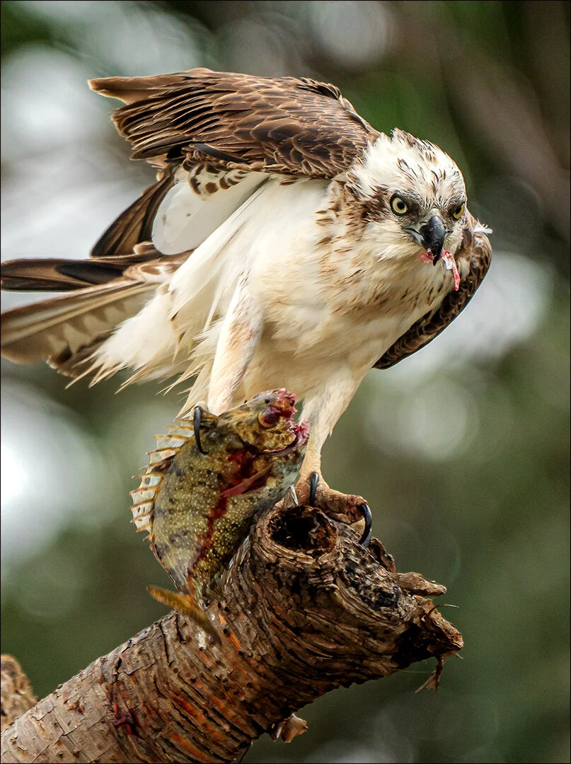  Agrade_Nature_3rd_Osprey with Kill_Anne Pappalardo 
