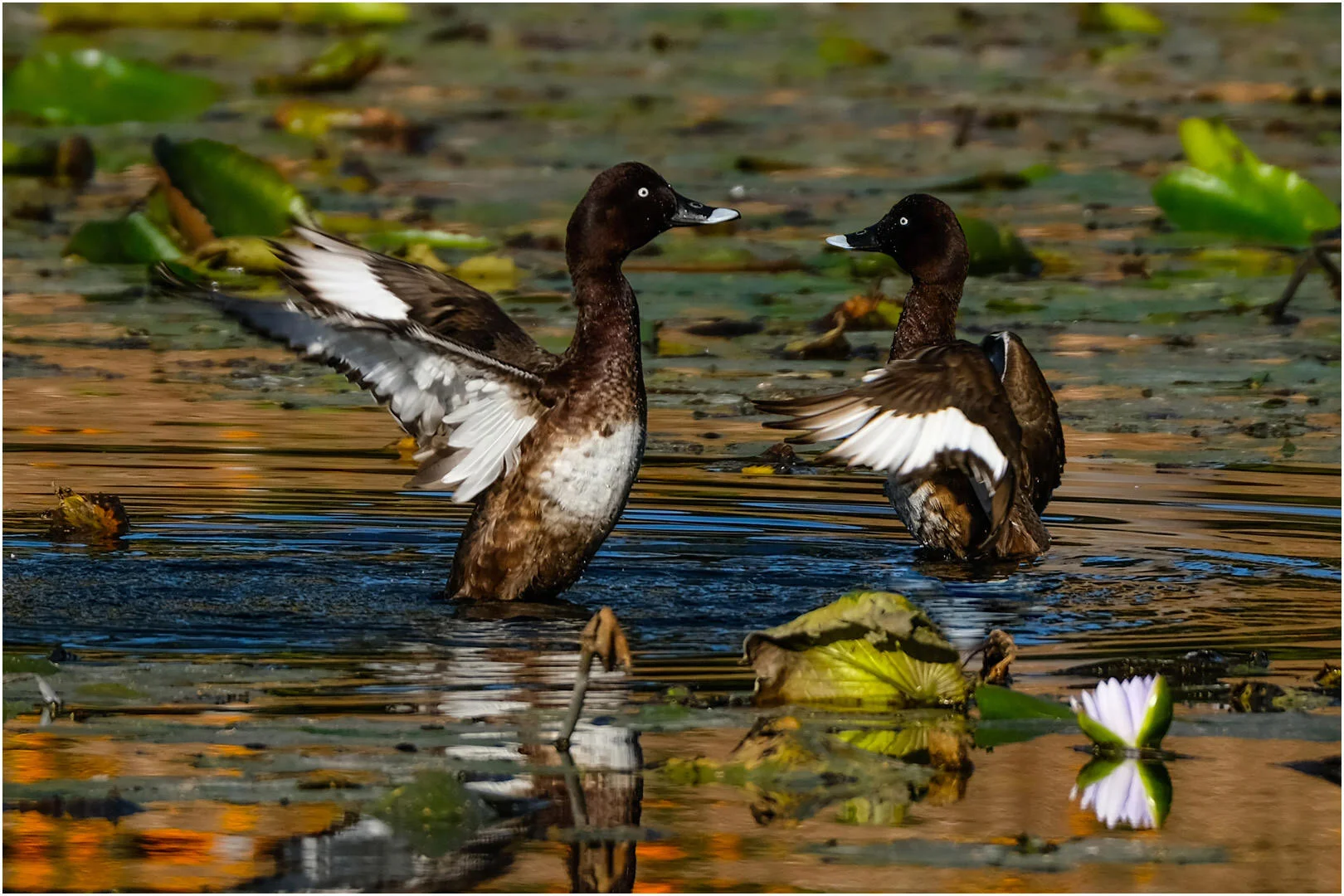  Nature B Grade Shirtfronting Ducks Chris Pigott  1st 