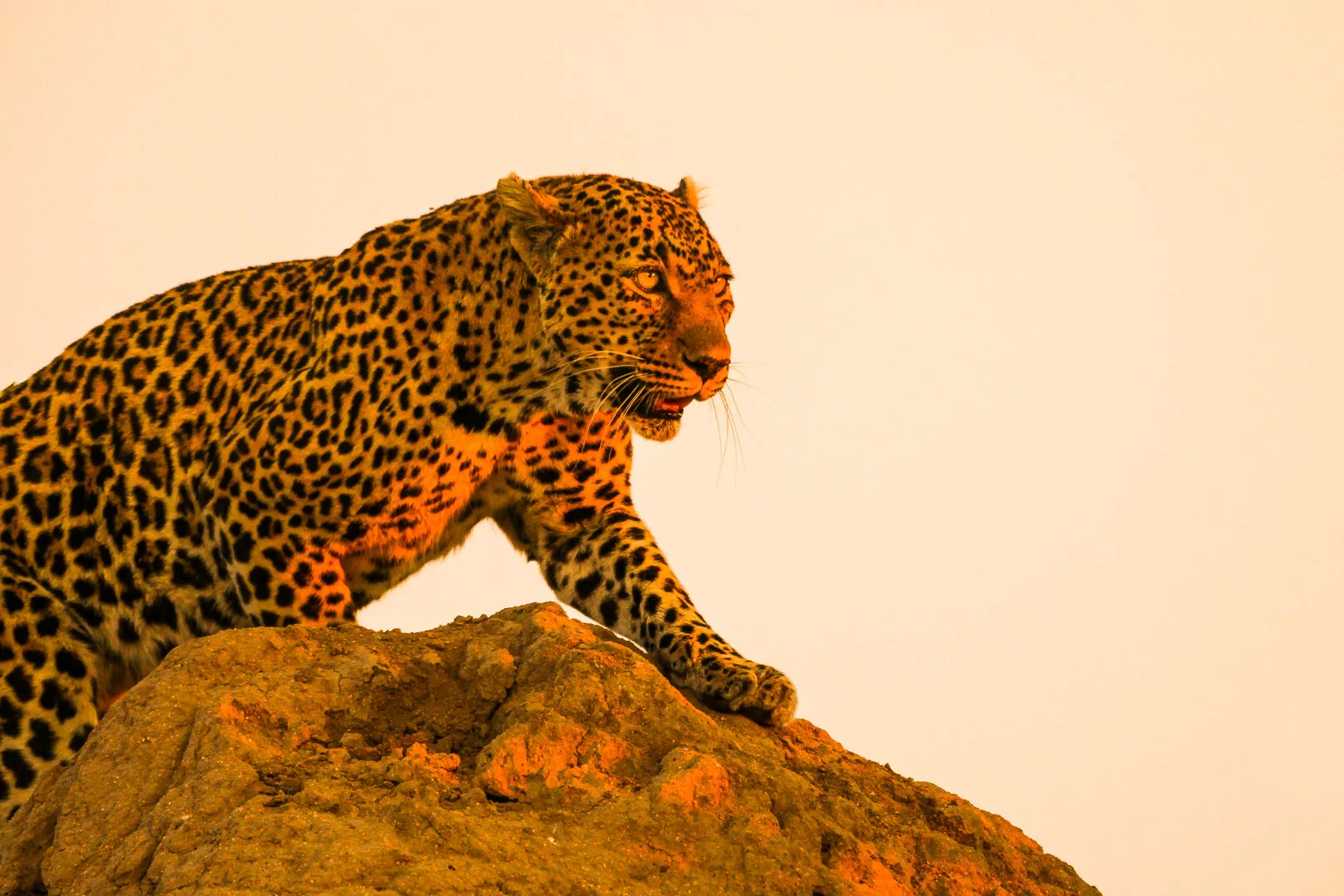  Nature AB Grade Leopard On The Prowl Martin Riley 2nd 
