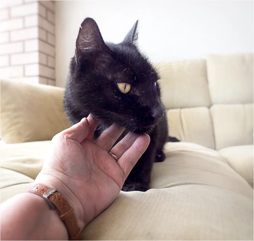 Gaye Edwards took this shot of ‘Archie’ for a pet rescue organisation.  Her challenge was to take promotional images of animals who were having troubles finding their ‘furever’ homes.