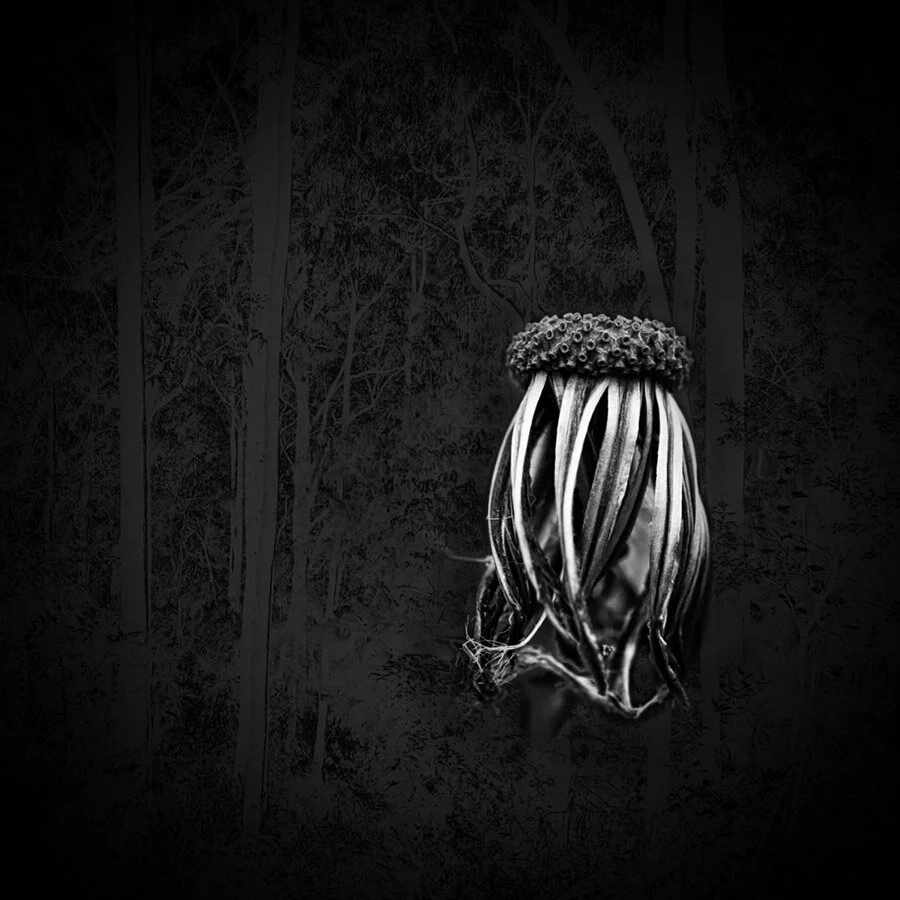 900px 4-Dandelion-Small.jpg