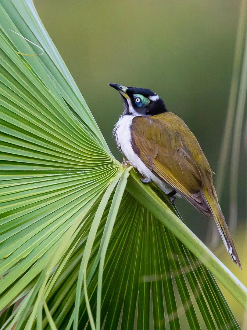  Nature 1st Blue-faced Honey Eater AB Grade Louise McDonald 