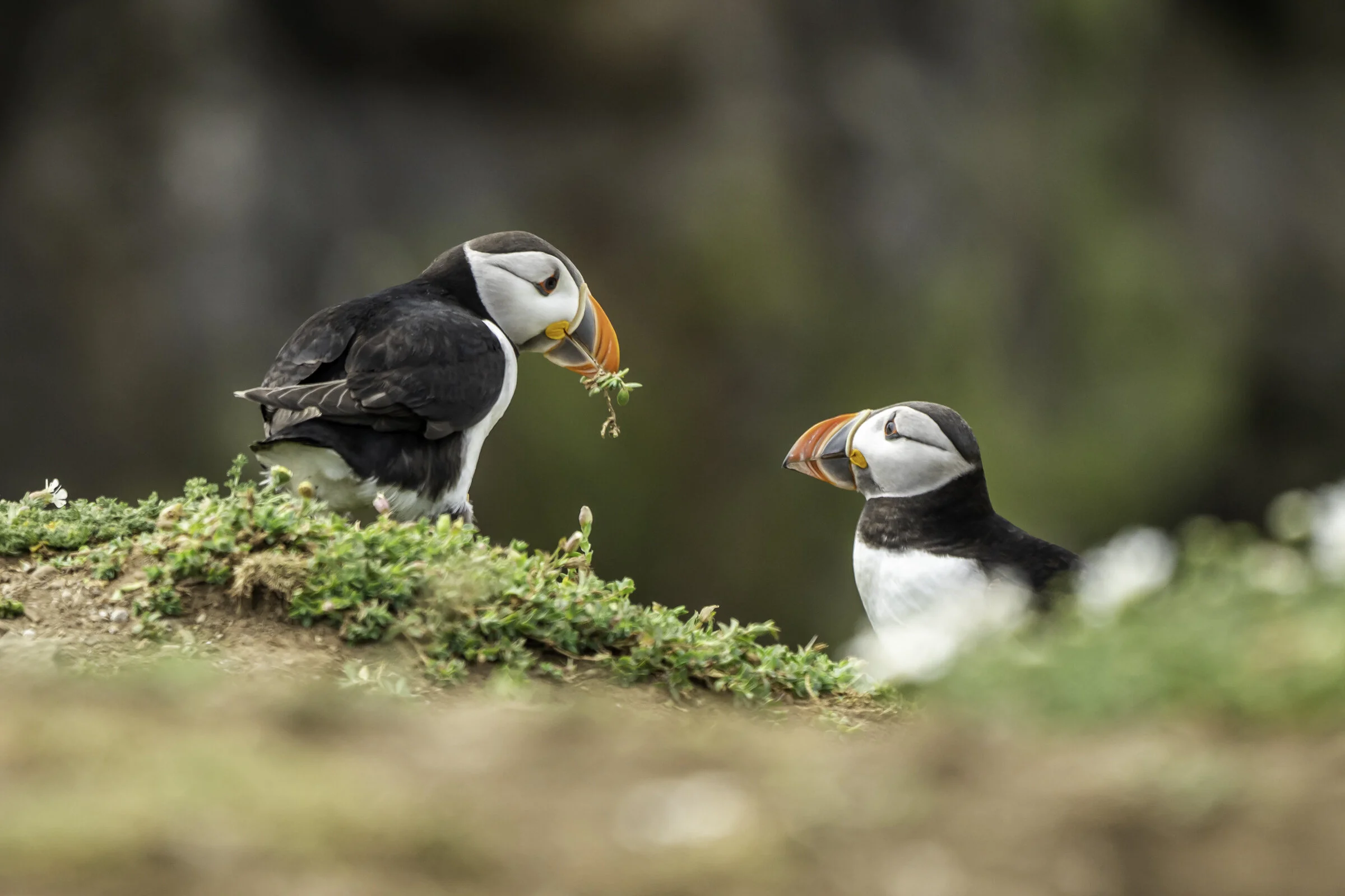 On the QCG Virtual Couch with Anne Pappalardo