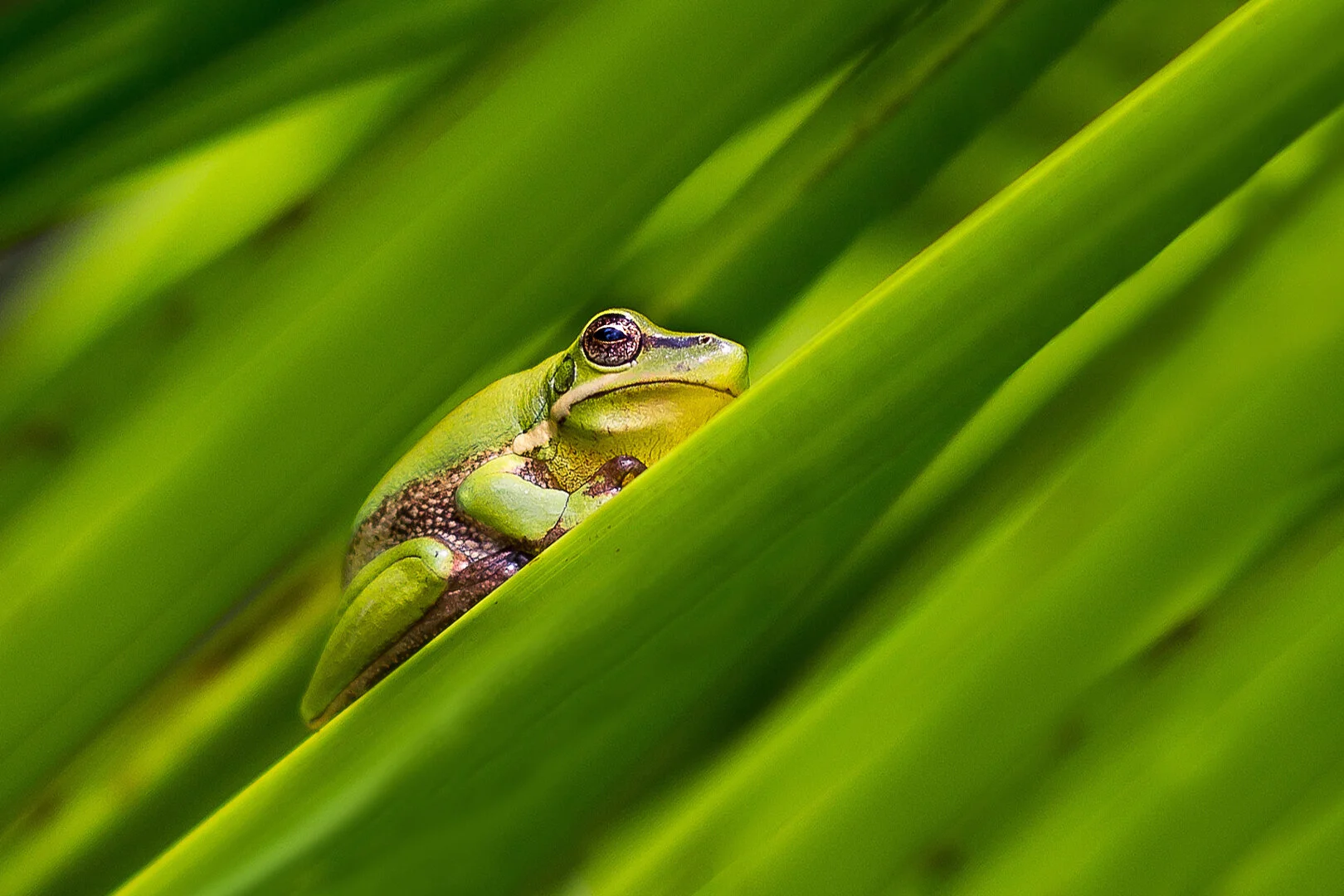 Photographic Honours - Tips for Getting Started