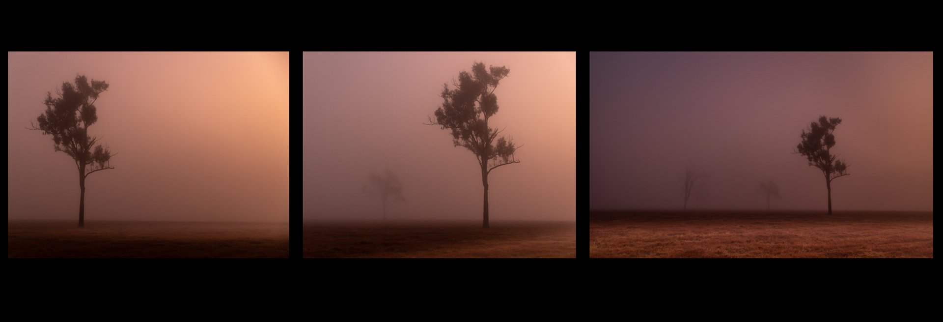 Heleen Daniels - Fog Lit Morning_Solo Tree_Two Trees_Three Trees - MERIT