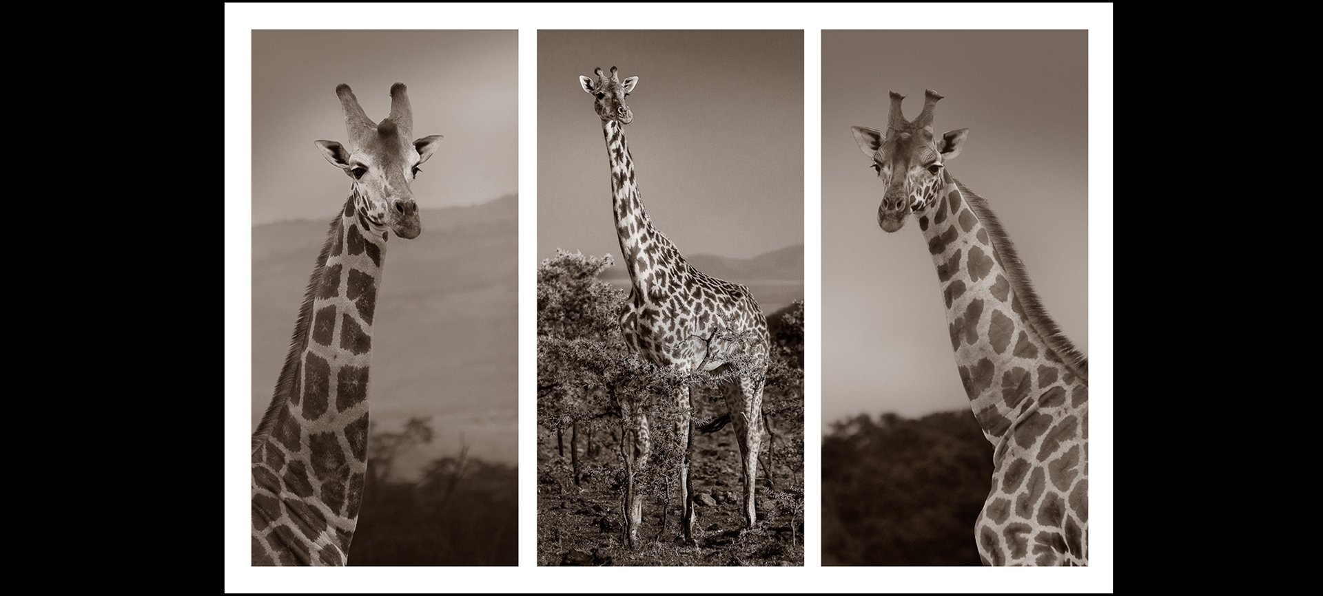 Ray Shorter - Rothschild Giraffe x 3 - HONOUR