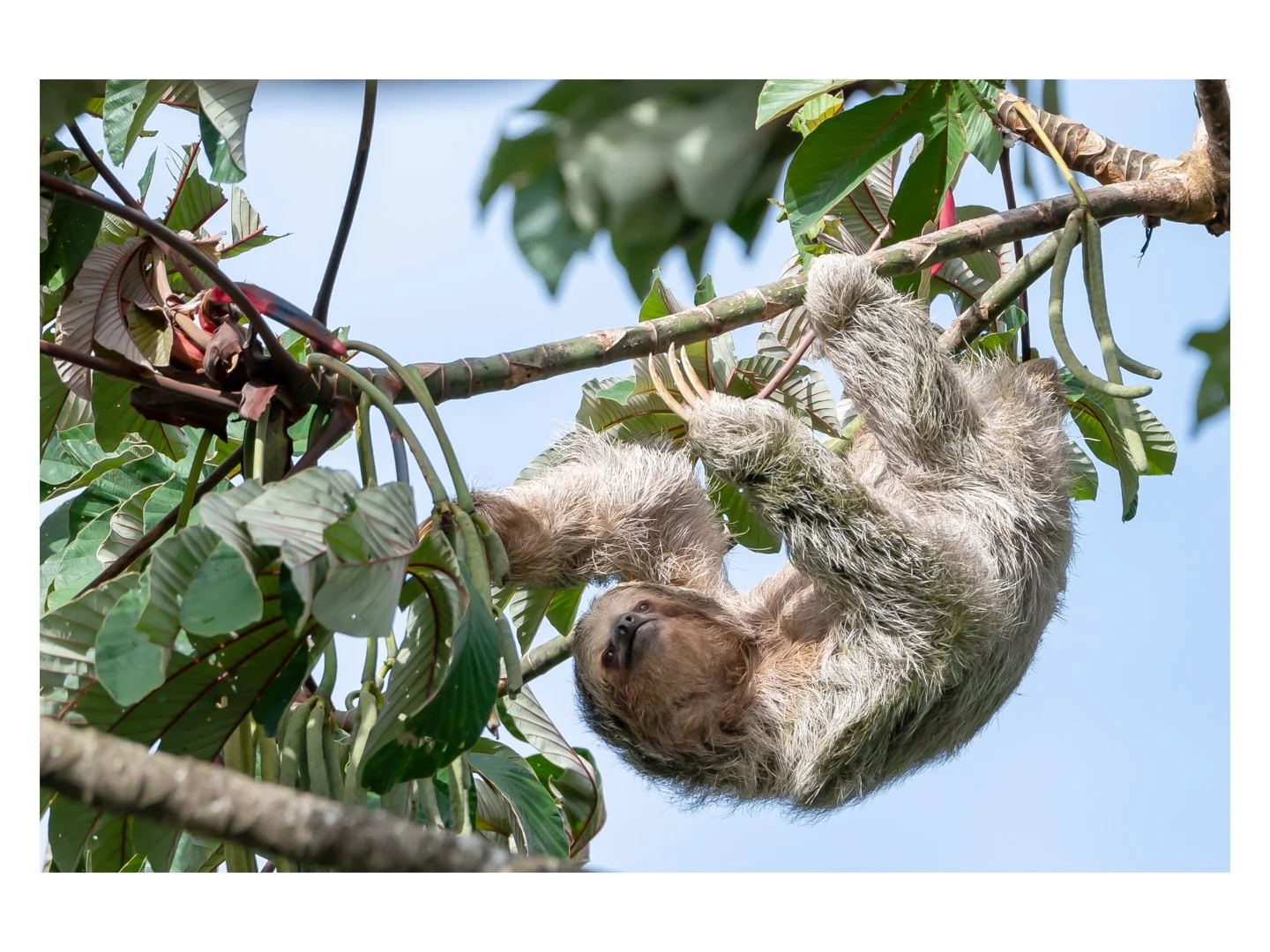 Animals-Print-Honour---Esther-Andrews---No-rush-Food-always-waits-for-me