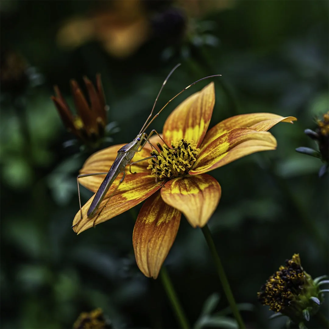 Mei Dymock