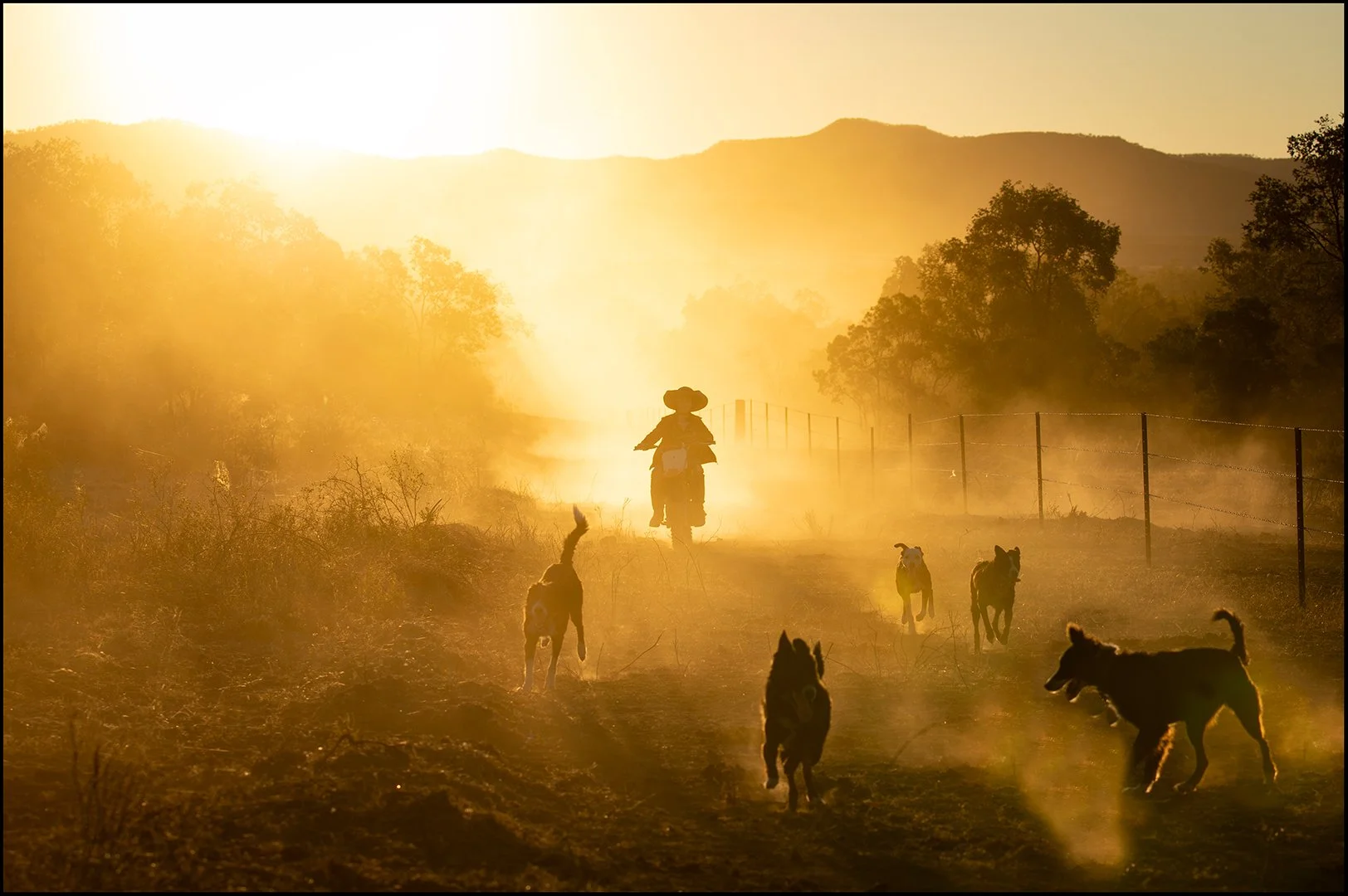 2025 Comp YE DPI AB grade1st place---Kerrie-Wall---Dusty-Runs.jpg (Copy)