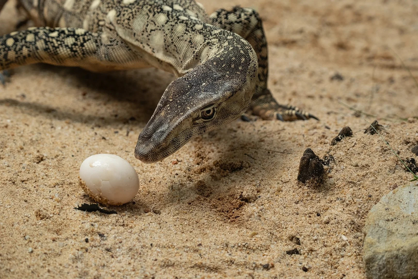 2025 Comp YE Nature2nd place---Chris-Pigott---Looks-Like-My-Lunch.jpg (Copy)