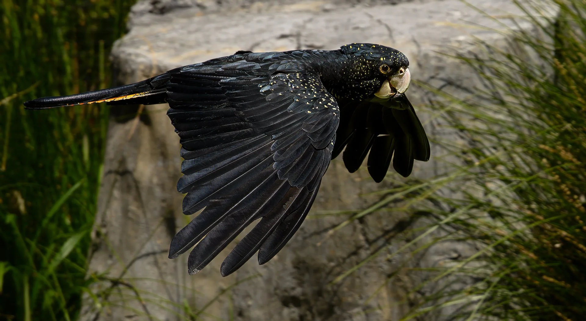 2025 Comp YE NatureEqual 3rd place---Nick-Lefebvre---Yellow-tail-black-cockatoo.jpg (Copy)