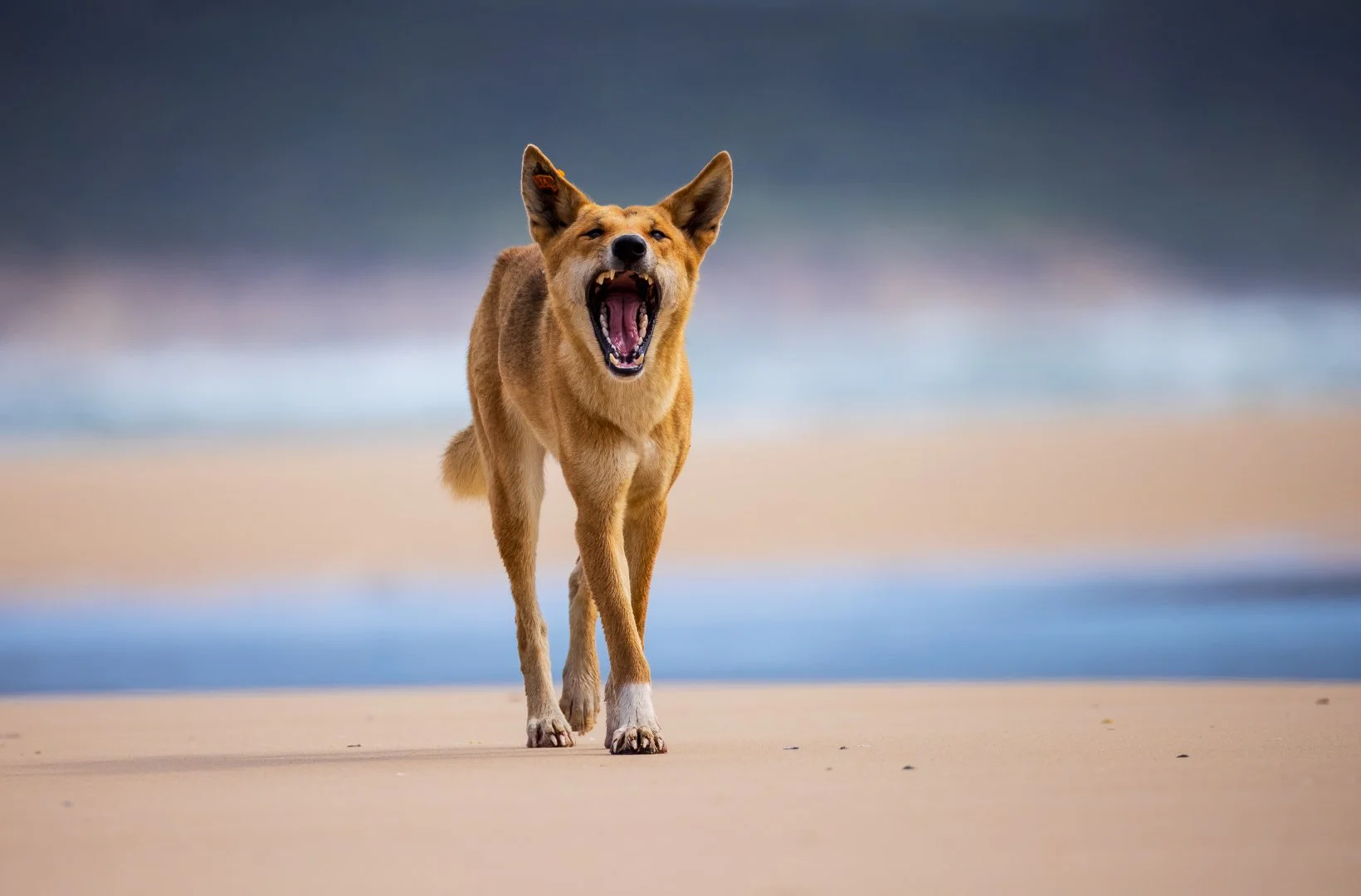 2025 Comp YE NatureEqual 3rd place---Twiggy-Daniels---A-big-yawn.jpg (Copy)