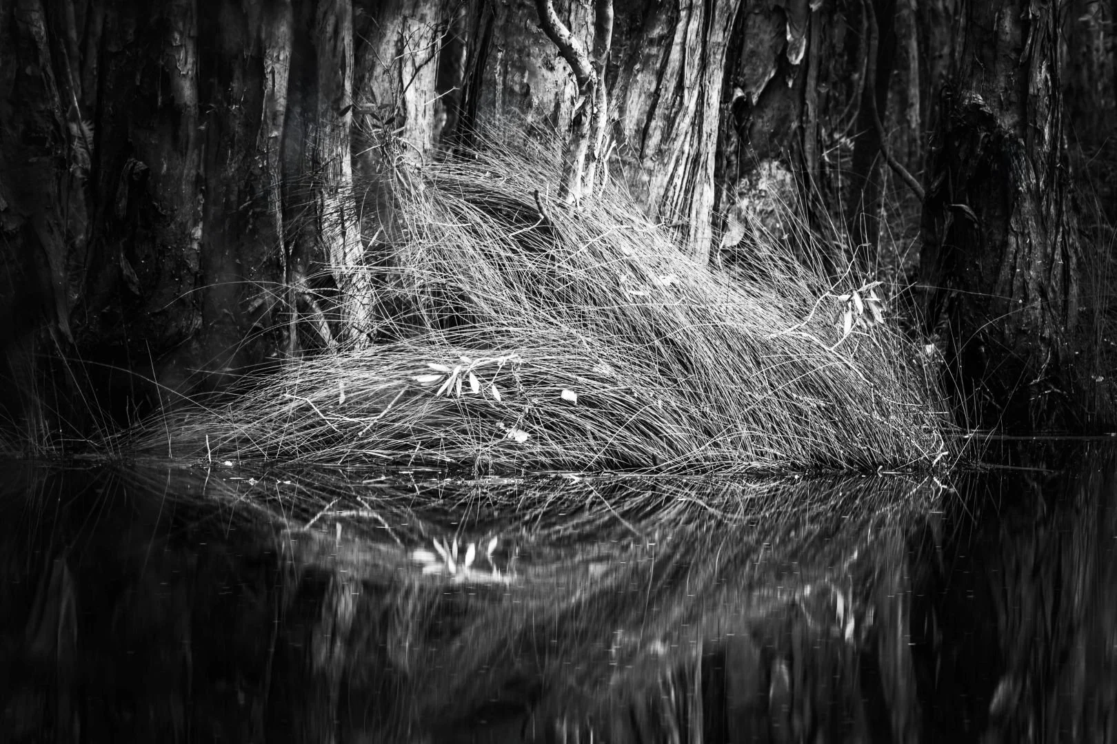 2025 Comp YE Print Ab GradeFinalist---Susan-Ryan---Lakes-edge.jpg (Copy)