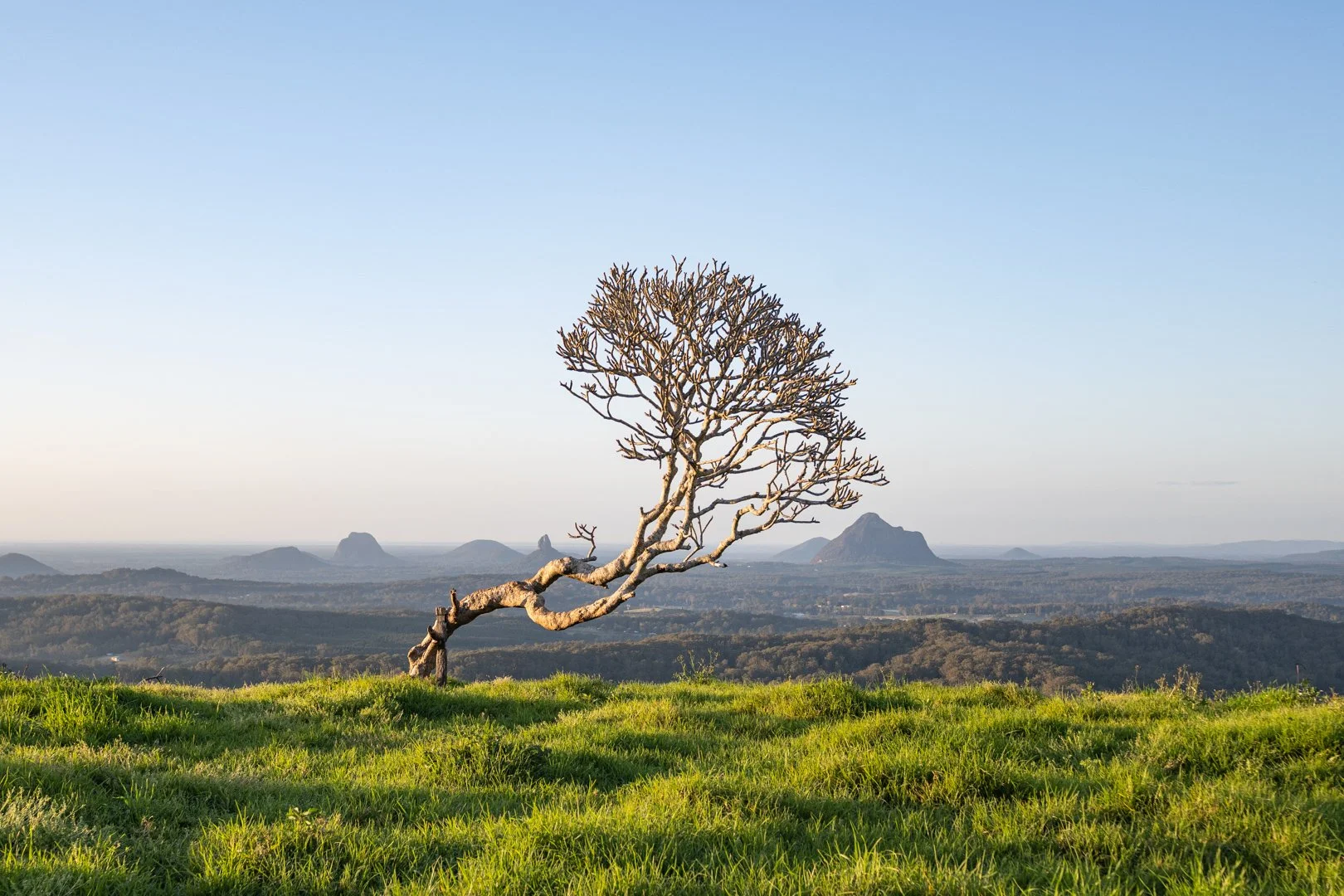 2025 Comp YE Print B Grade2nd place---Leanne-Sinclair---The-Tranquil-Tree.jpg (Copy)