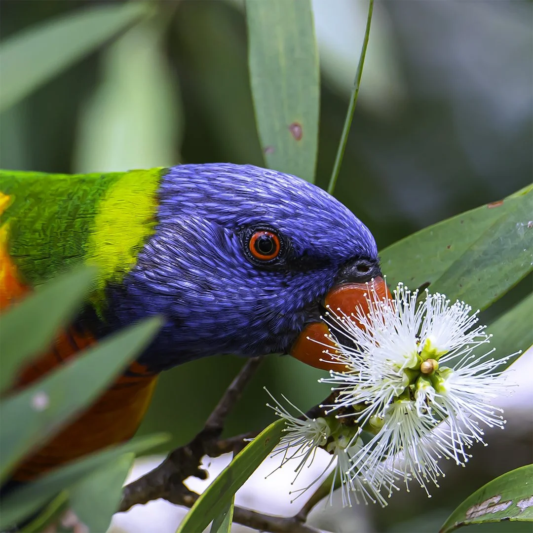 2025 Comp YE Print B Grade3rd place---Mei-Dymock---Rainbow-on-White-Flower.jpeg (Copy)