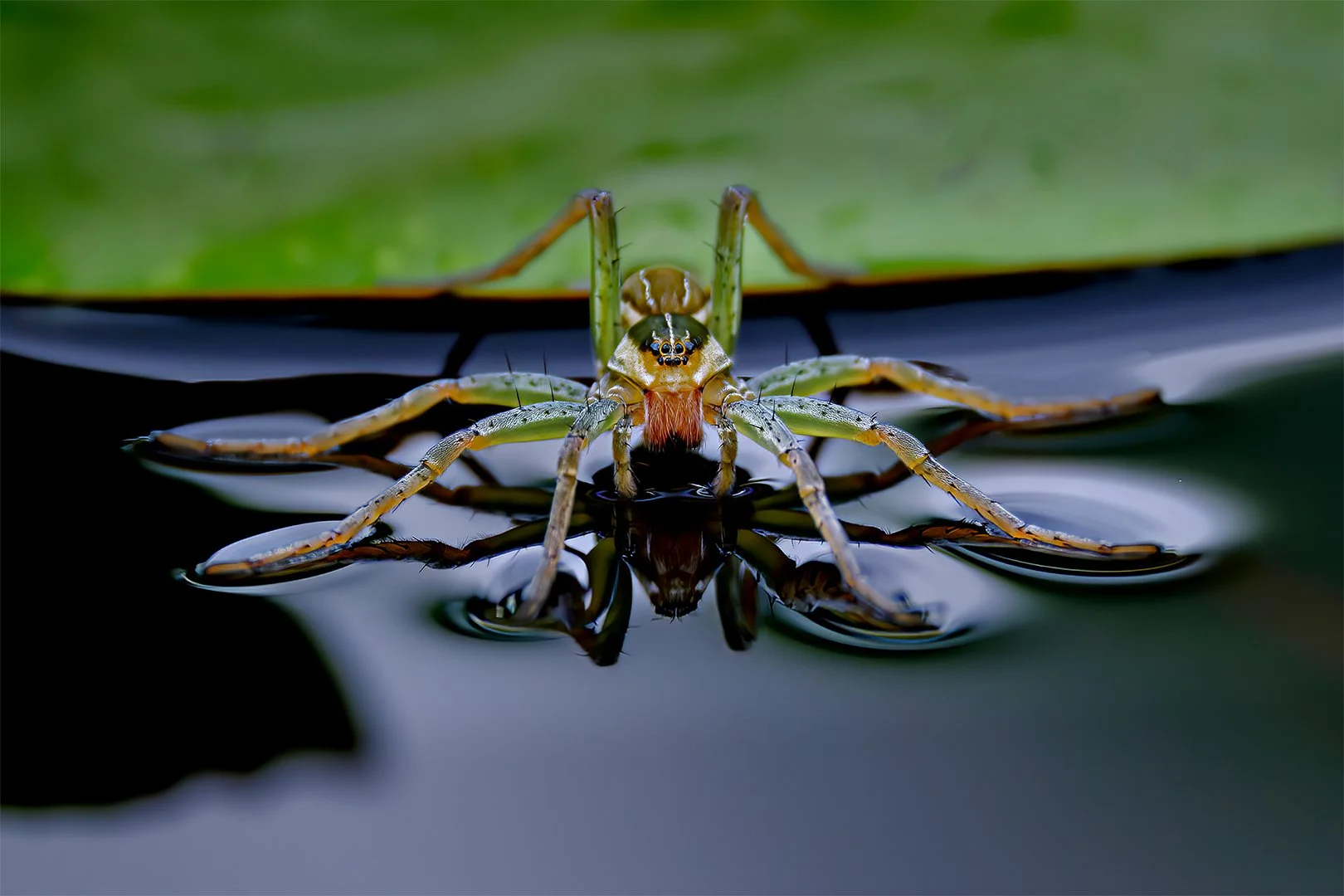 Competition Night - Animals and Open - F2F only