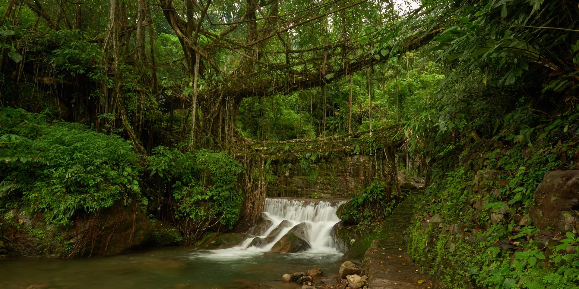 May26-A-Open-DPI-Merit---Mel-Sinclair---Double-Living-Root-Bridge