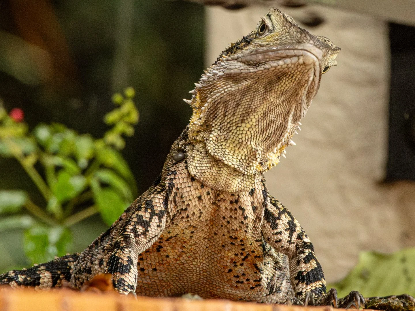 B-Animals-Print-Honour---Sarah Louise-Stallybrass---Sentinel