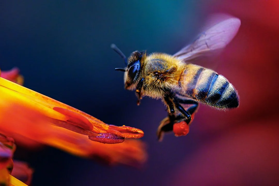 A-Animals-Print-Honour---Chris-Pigott---Nectar-Flight